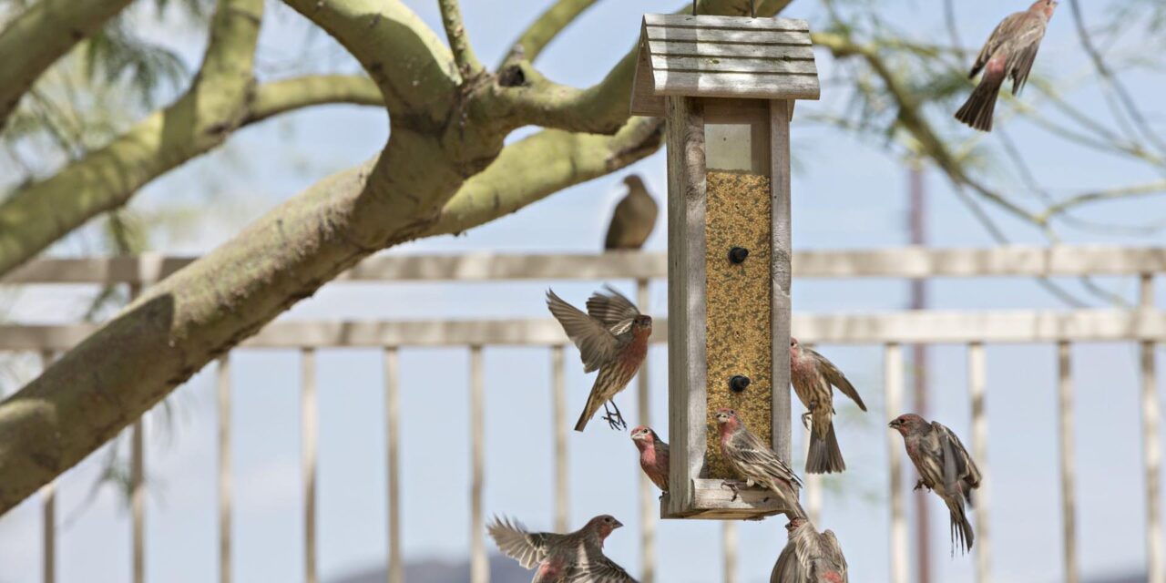 House finches surround a feeder full of a millet mix hanging from a tree
