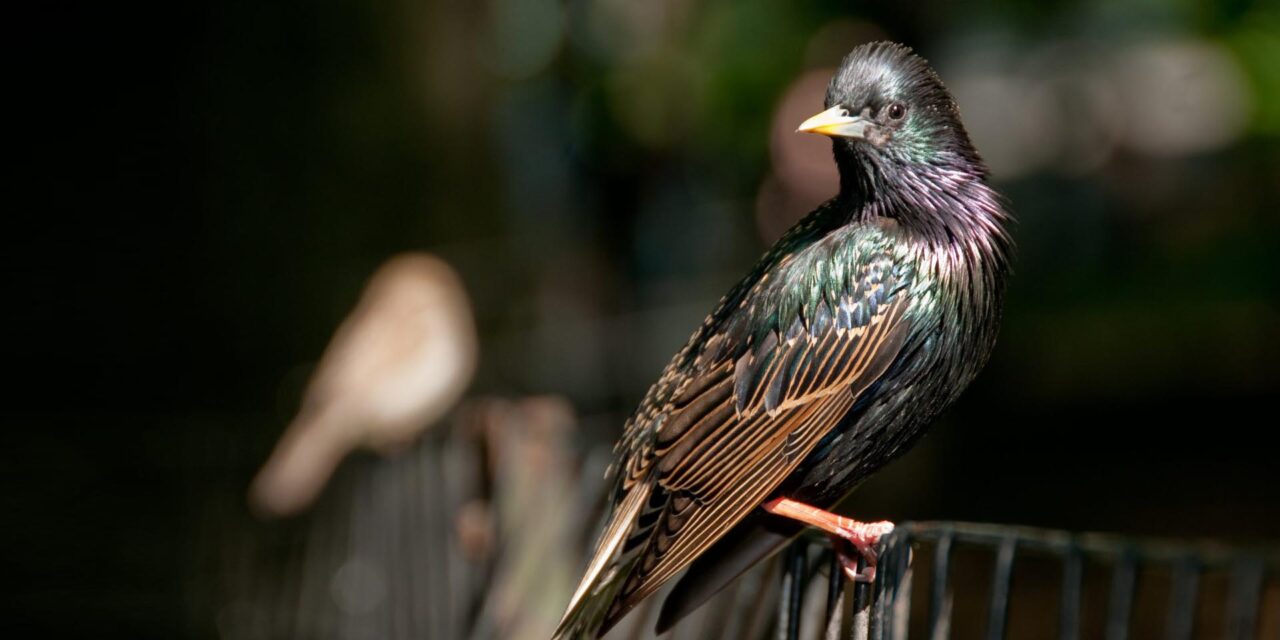 Starling perched on a wire fence