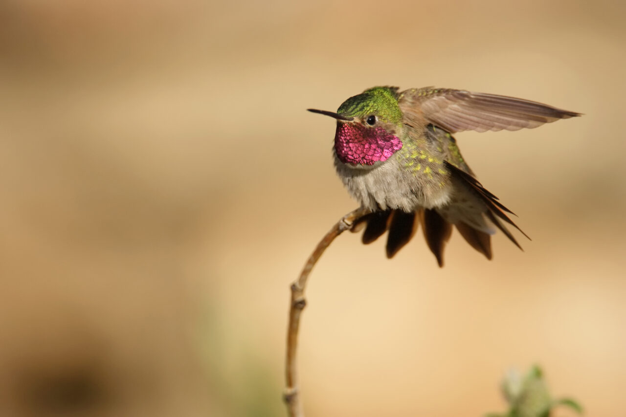 A Broad-tailed hummingbird stretches its wings