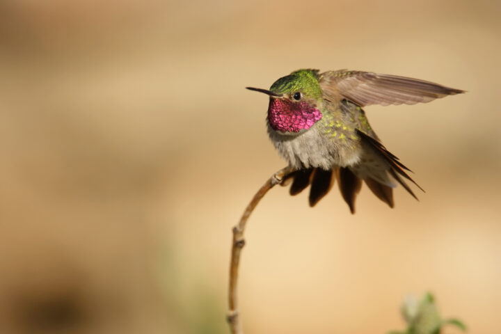 A Broad-tailed hummingbird stretches its wings