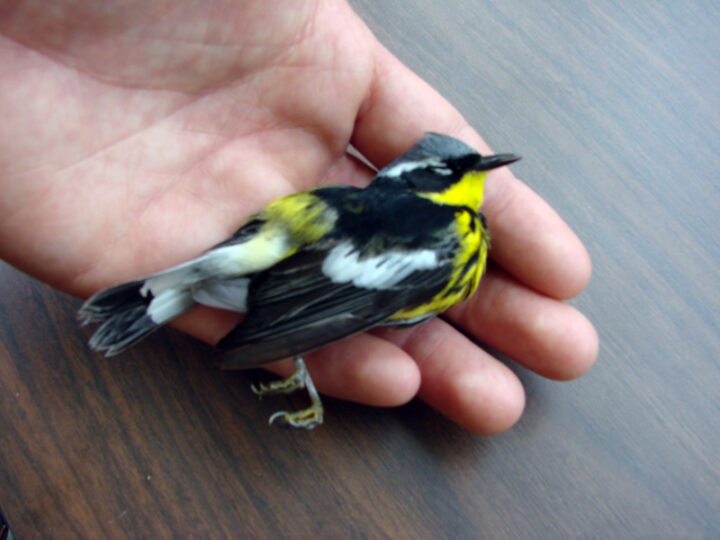 Deceased Magnolia Warbler in hand