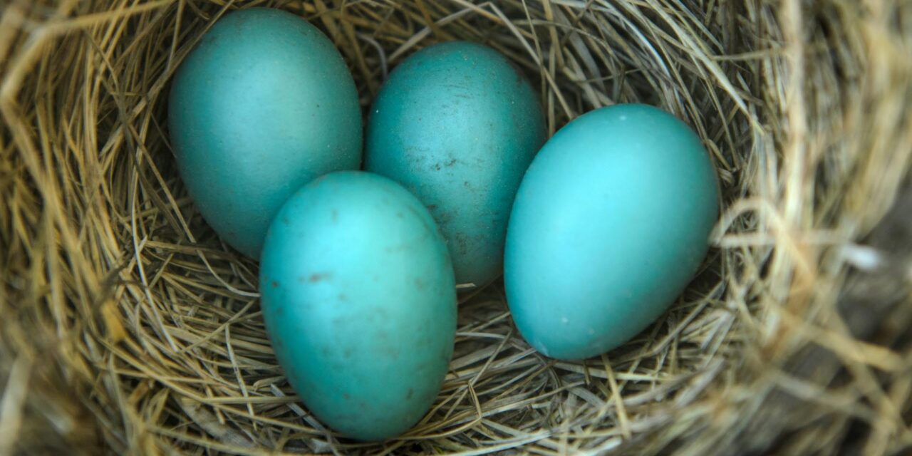 Four blue robin eggs in a nest