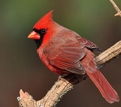 Male Northern Cardinal perched with its back facing us