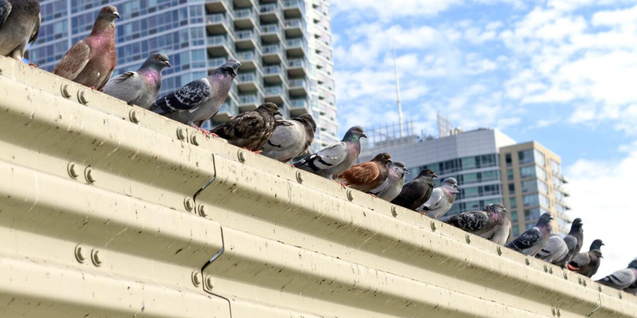 Pigeons line up on top of a building in a city