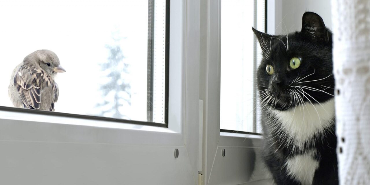 Indoor cat looking at a house sparrow outside the window