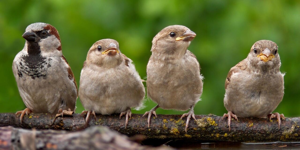 Male house sparrow in a line with three fledglings