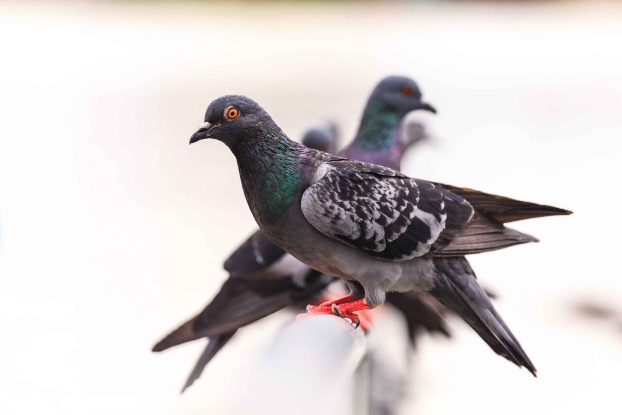 Pigeons lined up on a railing