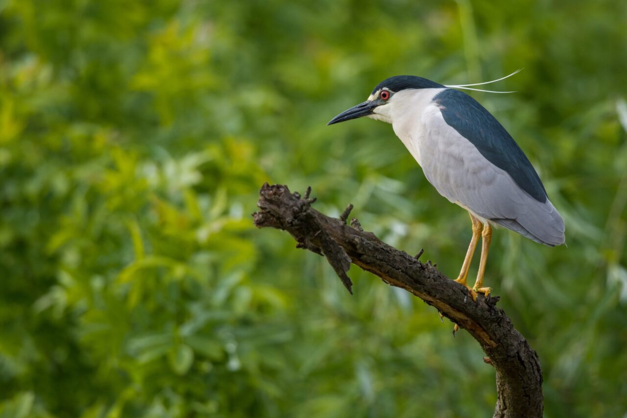 Black-capped Night-Heron perched on a dead snag