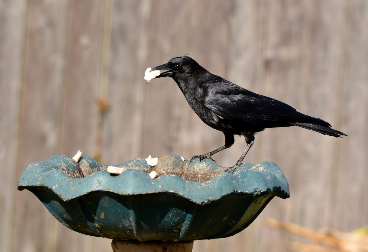 American crow on a bowl feeder with food in its beak