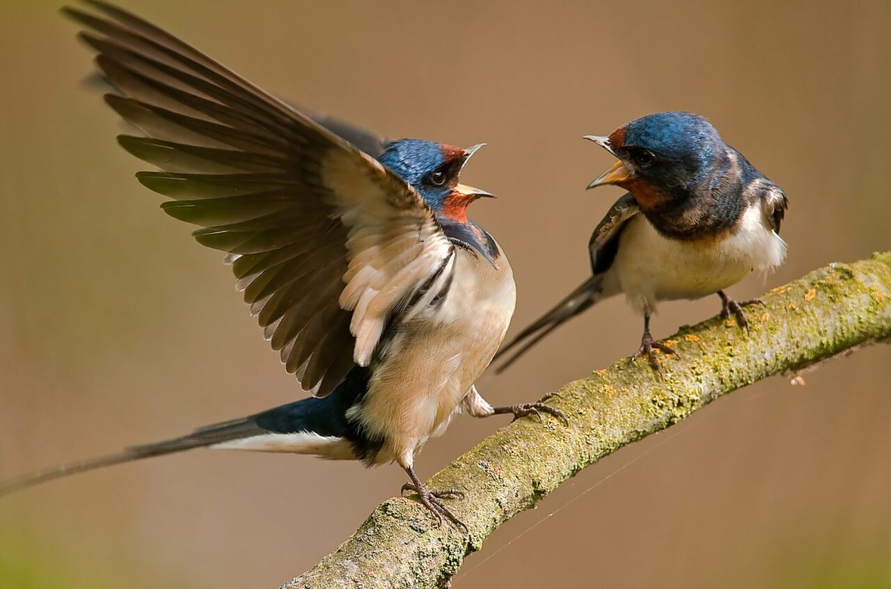 Barn Swallows interacting on a branch