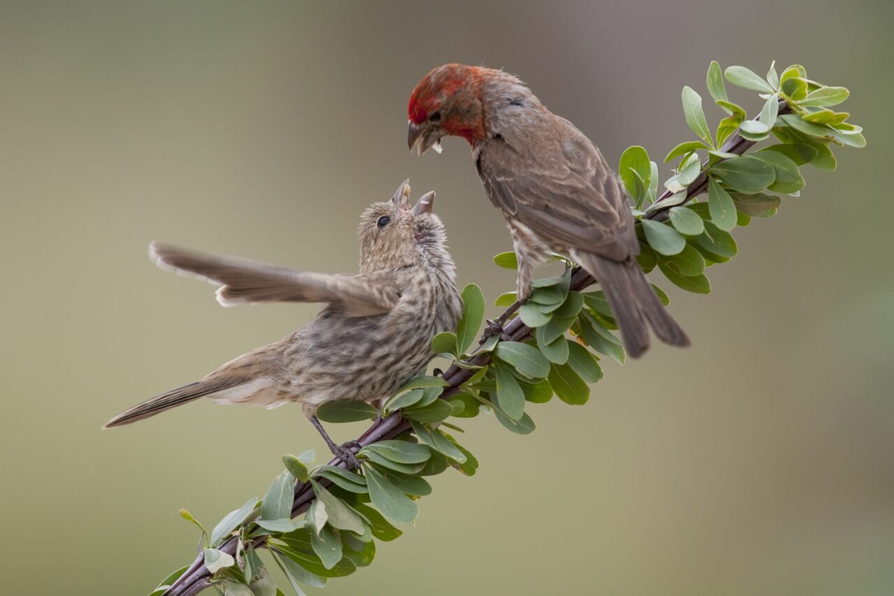 Adult House Finch feeding young