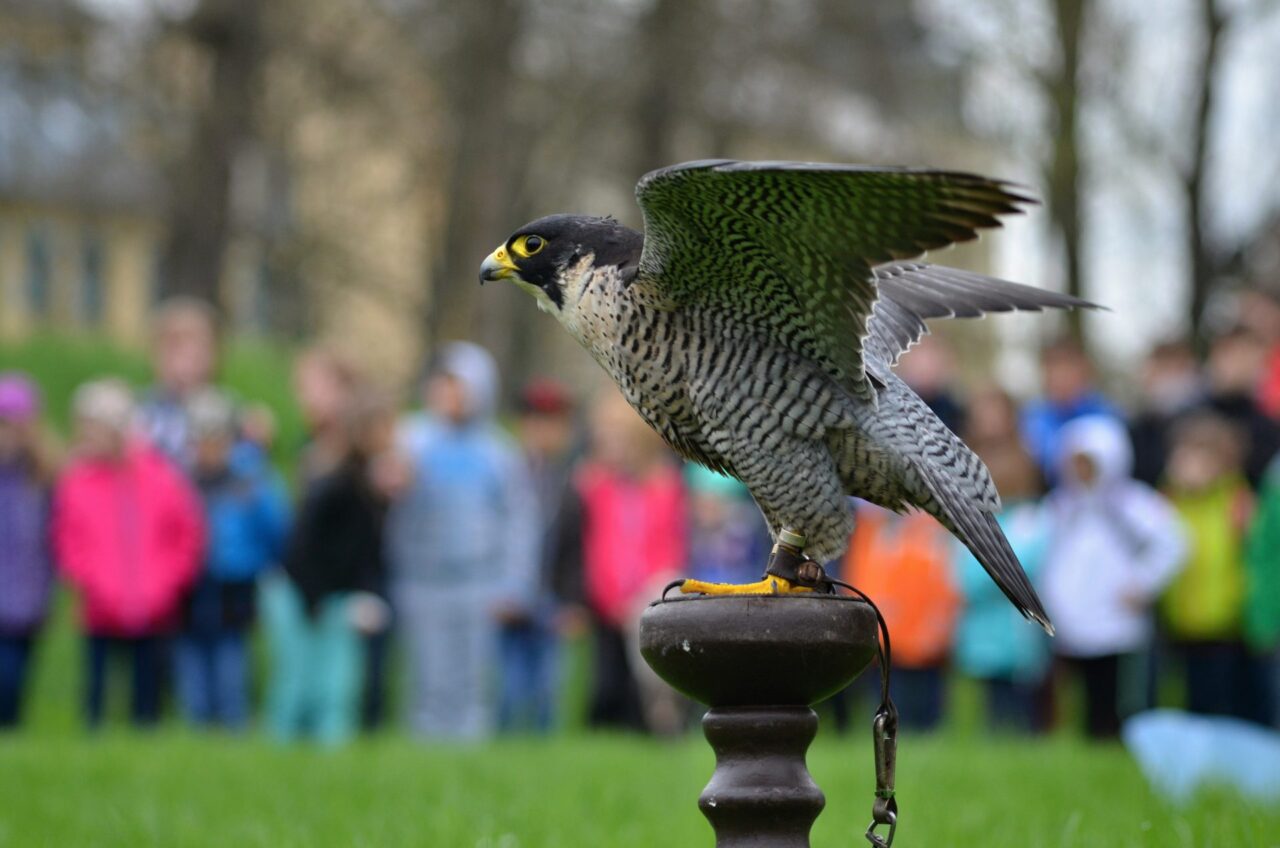 Peregrine Falcon perched with people in the background
