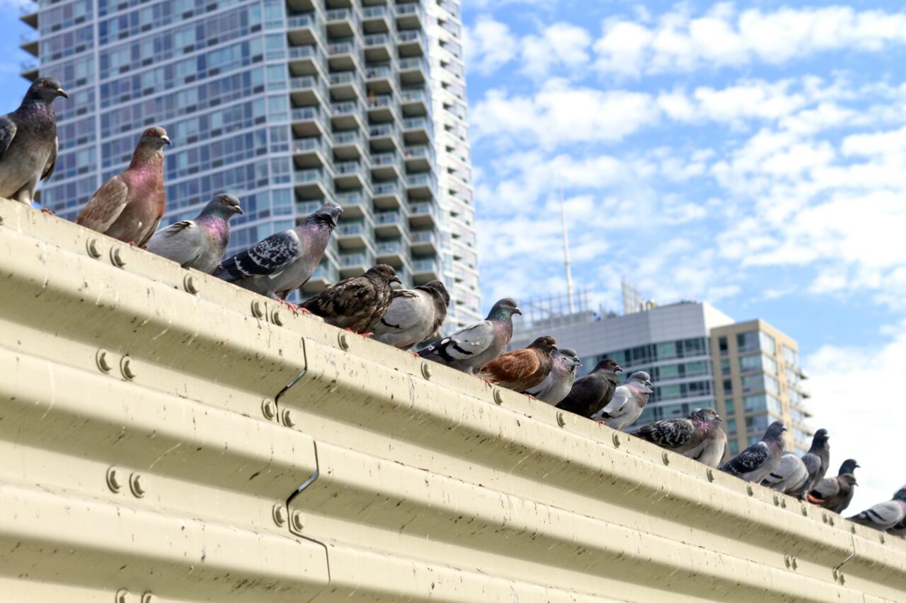 Pigeons perched on the edge of a building