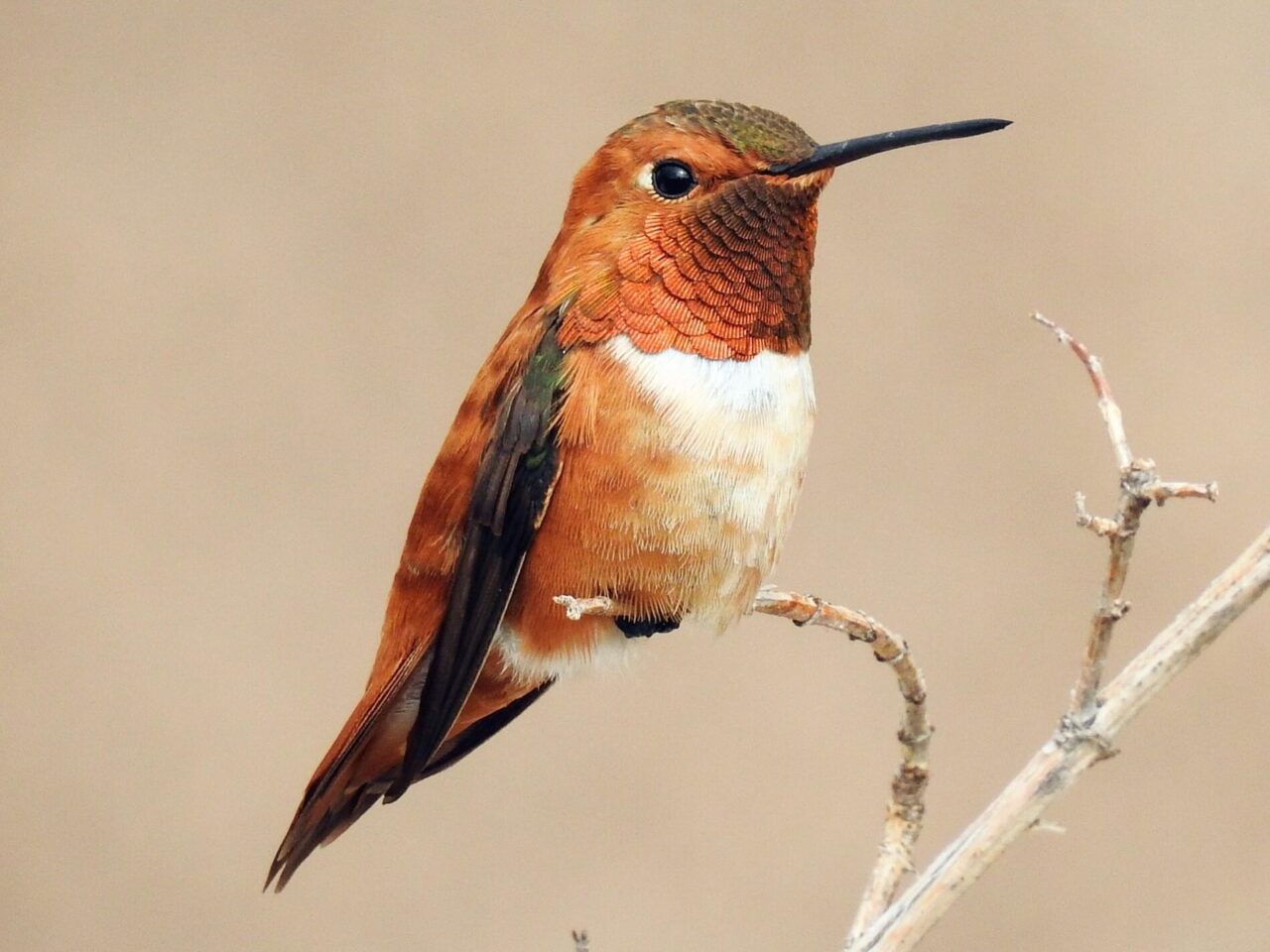 Rufous Hummingbird – Celebrate Urban Birds