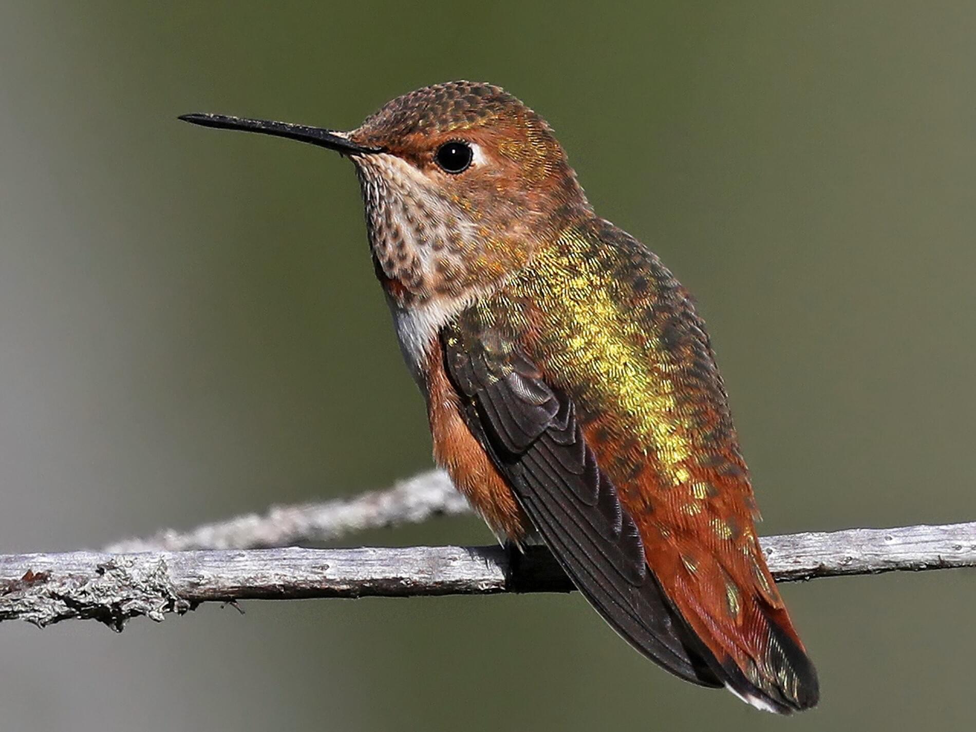 Male Ruffous Hummingbird Rufous Hummingbird – Celebrate Urban Birds
