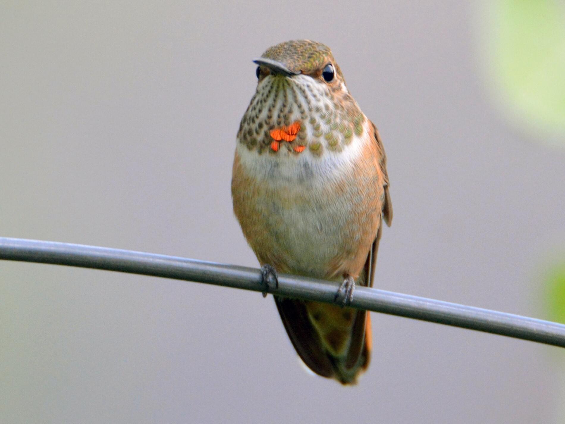 Male Ruffous Hummingbird Rufous Hummingbird – Celebrate Urban Birds