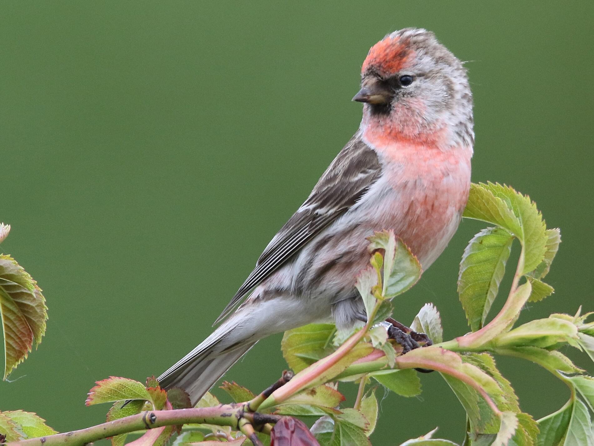 Redpol Common Redpoll – Celebrate Urban Birds