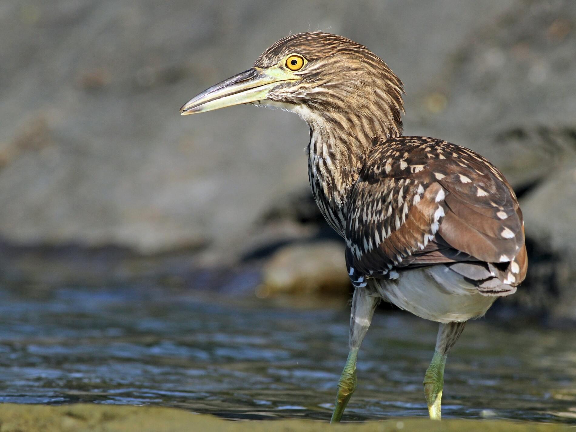 Quawk Black-crowned Night Heron – Celebrate Urban Birds
