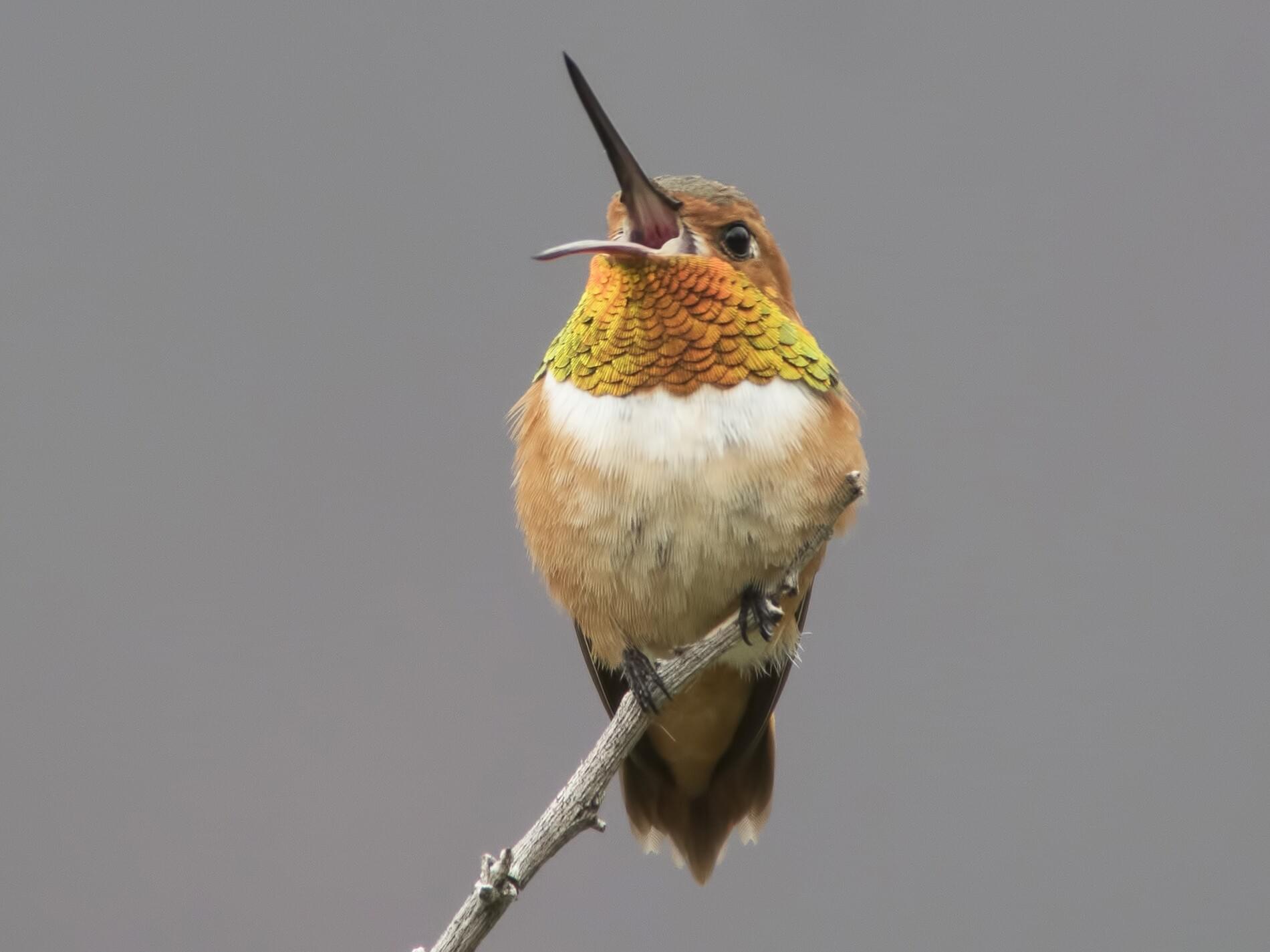 Male Ruffous Hummingbird Rufous Hummingbird – Celebrate Urban Birds