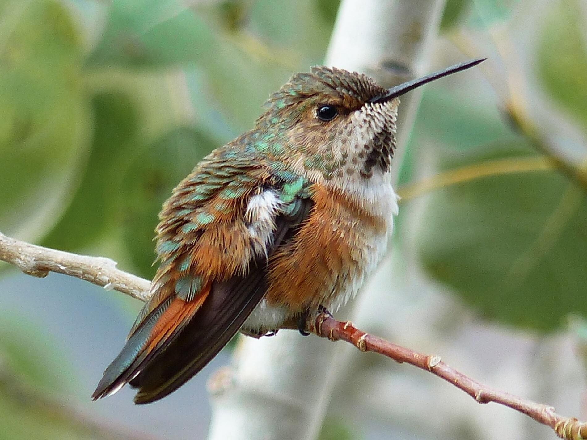 Rufous Hummingbird – Celebrate Urban Birds