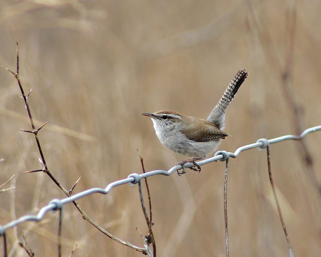 Bewick's Wren