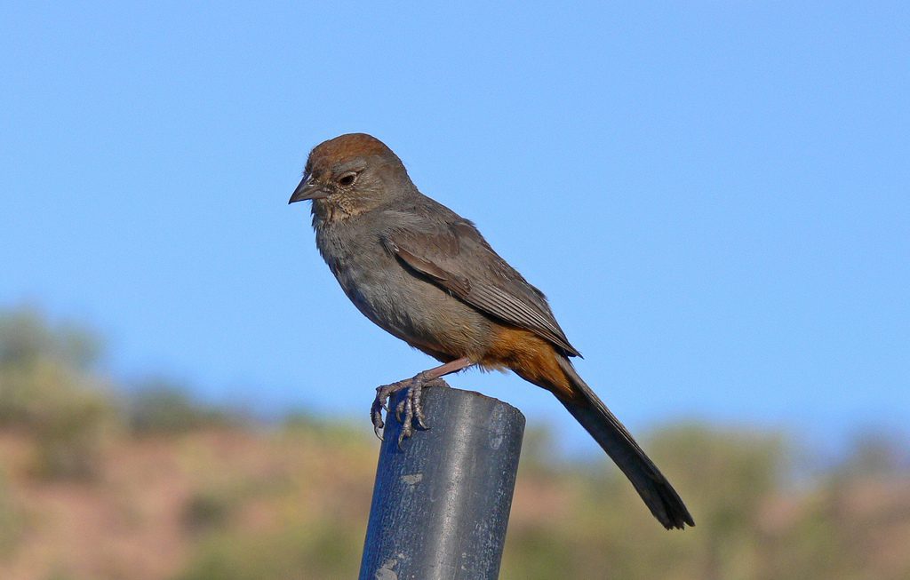 Canyon Towhee