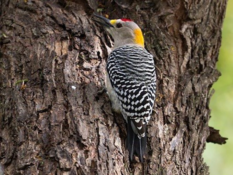 Golden-fronted Woodpecker