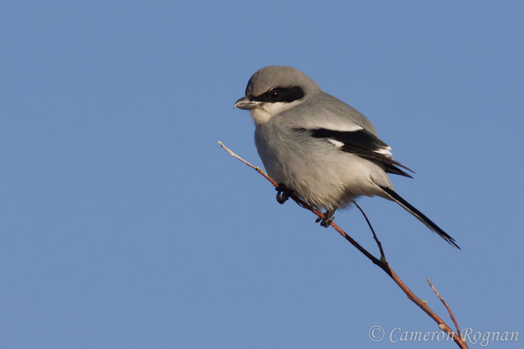 Loggerhead Shrike
